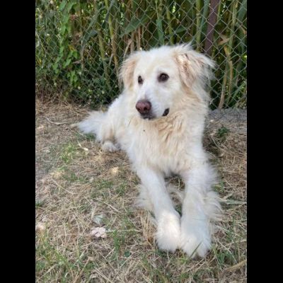 TERENCE UN GRANDE COCCOLONE CANE IN ADOZIONE