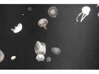 Lezioni online SCIENZE e INGLESE