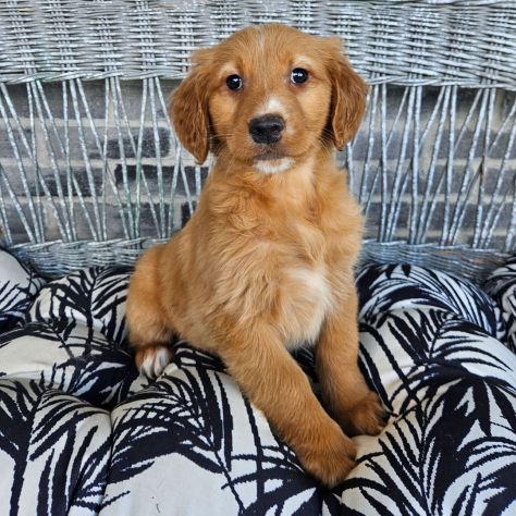 Bellissimi cuccioli di Golden Retriever
