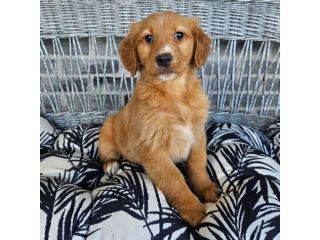 Bellissimi cuccioli di Golden Retriever