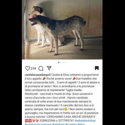 ELVIS E COOKIE CAGNOLINI IN ADOZIONE - Foto 6