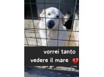 NUVOLA 8 ANNI taglia media