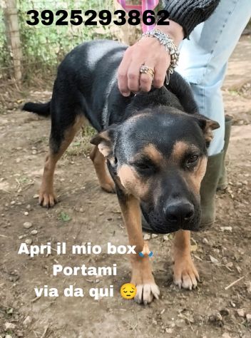 Eros e Bea due amici fedeli in adozione - Foto 4