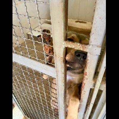 TERRY SOCIEVOLE MENDICA CAREZZE CAGNOLINA IN ADOZIONE - Foto 4