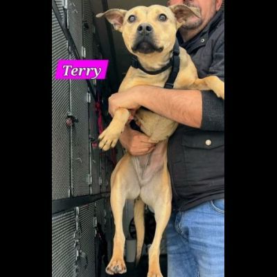 TERRY STUPENDA CAGNOLINA IN ADOZIONE