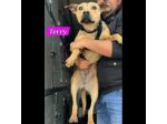 TERRY STUPENDA CAGNOLINA IN ADOZIONE
