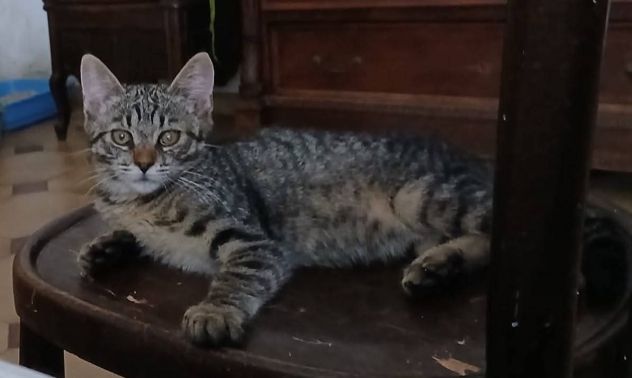 Hari gattina