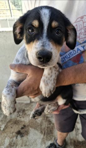CUCCIOLI 3 MESI Taglia media - Foto 3