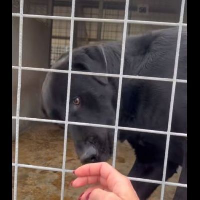 SIRIUS FANTASTICO MIX LABRADOR CANE IN ADOZIONE - Foto 7