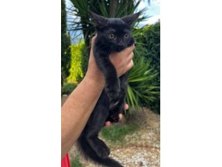 Moka gattina