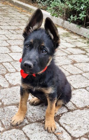 EVITIAMO IL CANILE A IGOR! - Foto 8