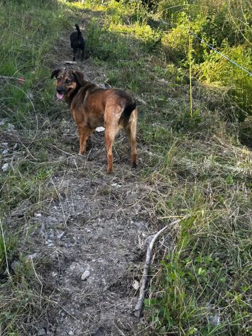 Lola: socievole, equilibrata, affettuosa - Foto 5