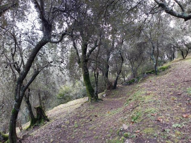 Collina di Camaiore vendesi oliveto con annesso agricolo - Foto 7