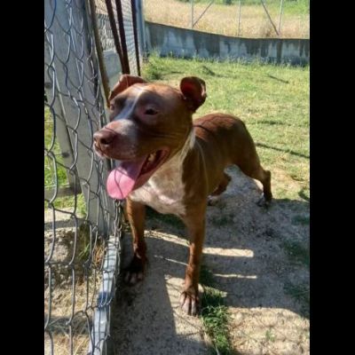ZOE NON CE LA FA' PIÙ CANE IN ADOZIONE - Foto 2
