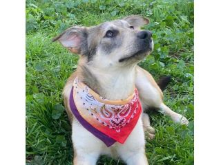Teseo cucciolo di 1 anno cresciuto in canile
