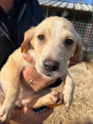SALLY COCCOLINA AMOROSA, CUCCIOLA IN ADOZIONE