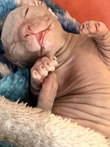Sphynx gatto nudo