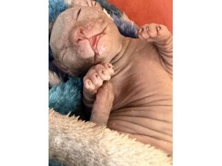 Sphynx gatto nudo