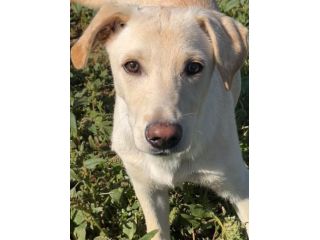 Frisky , un tenero cucciolo cresciuto in canile