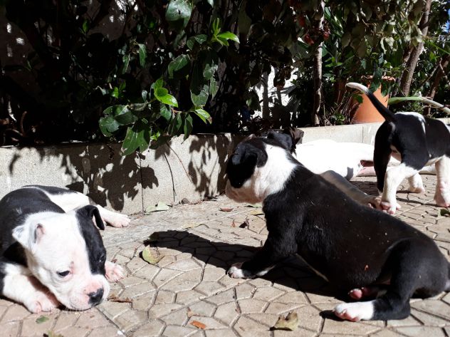 American Staffordshire e Pit Bull Terrier - Foto 7