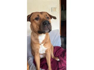 SIMBA, 1 ANNO, PITBULL. TUTTI ADOTTATI TRANNE LUI: COSA ASPETTATE, FORZA!