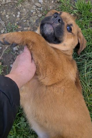 CARRIE, super cucciola di 2 MESI E MEZZO. - Foto 3