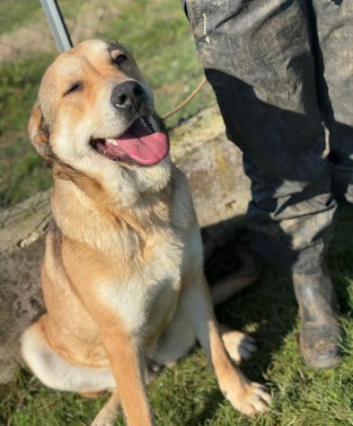 MINERVA CAGNOLINA IN ADOZIONE - Foto 6