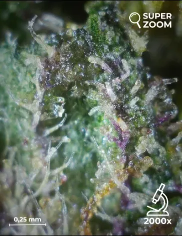 Blue Dream - Foto 5
