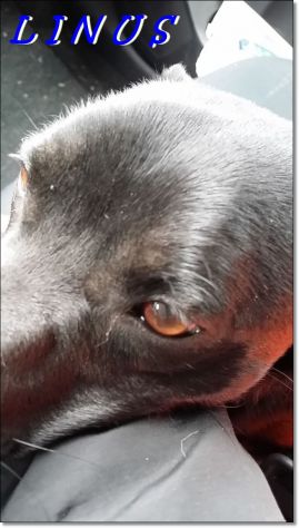 LINUS, dolcissimo cagnolino di taglia medio piccola - Foto 4