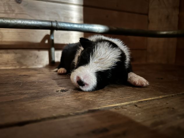 Cuccioli di Border Collie di alta genealogia - Foto 3