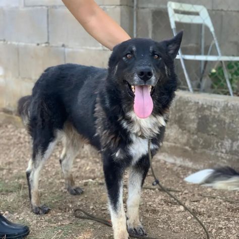 ARES CERCA LIBERTÀ E UNA FAMIGLIA TUTTA SUA SIMIL HUSKY CANE IN ADOZIONE - Foto 3