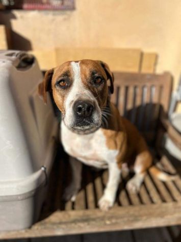 MALAWI, ADORABILE CAGNOLINA IN ADOZIONE - Foto 3