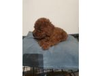 Vendo cuccioli di barboncino Toy