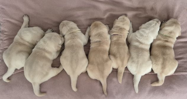 Cuccioli di Labrador Retriever - Foto 4
