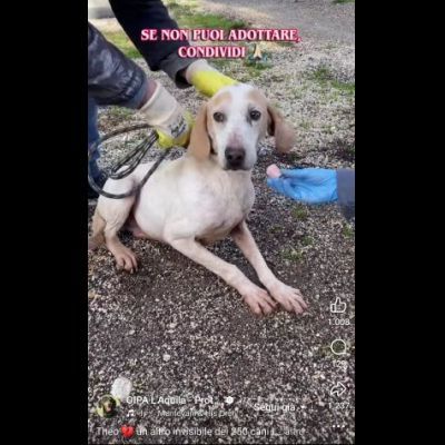 THEO IMPAURITO DAL CANILE CANE IN ADOZIONE - Foto 8