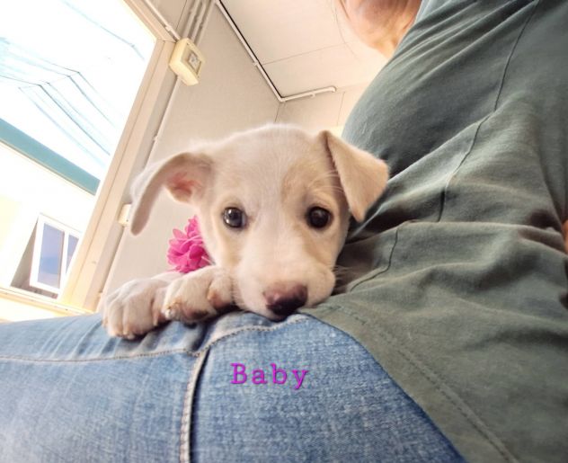 Vuoi essere la mia famiglia? sono Baby, chiama per me. - Foto 2