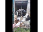 PETRA IL DOLORE DELL' ANIMA CAGNOLINA IN ADOZIONE