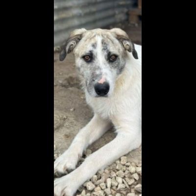 VALENTINO BELLISSIMO CUCCIOLONE IN ADOZIONE - Foto 7