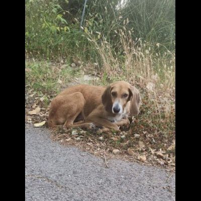 FILIPPO UN AMORE CANE IN ADOZIONE - Foto 2