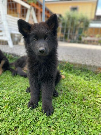 Cuccioli pastore tedesco pelo lungo e pelo normale a - Foto 7