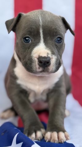 Amstaff cuccioli Blu - Foto 6