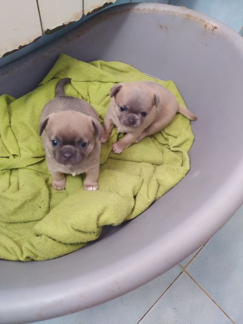 Chihuahua cucciole femmine - Foto 4