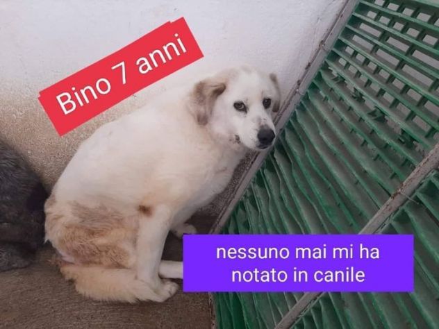 BINO 7anni altro invisibile! Sud
