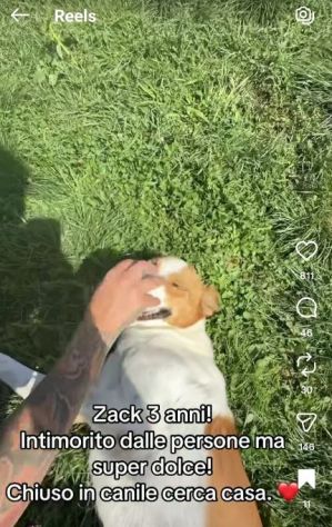 I CUCCIOLI DIMENTICATI ZACK e ZELDA tg medio contenuta, cane in adozione - Foto 6