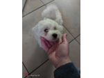 Maltese cucciola