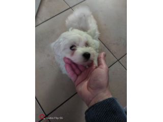 Maltese cucciola