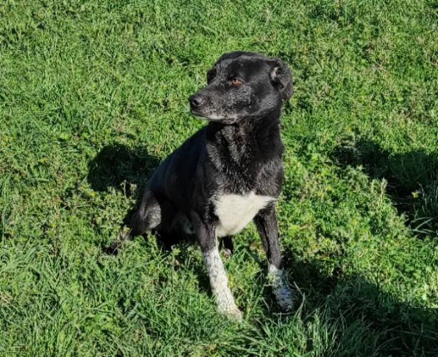 Cane in adozione. ZEUS: UNA VITA IN CANILE - Foto 2