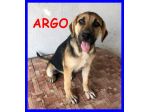 ARGO, DOLCE CUCCIOLO SIMIL PASTORE CERCA CASA