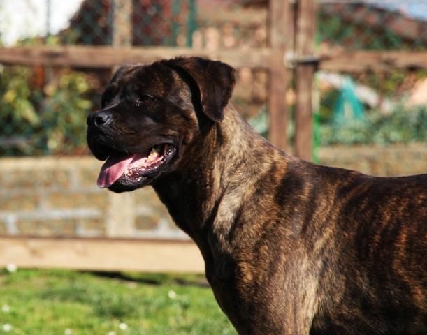 Carisma meravigliosa derivata cane corso - Foto 3