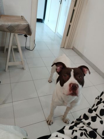 American Pittbull Terrier - Foto 5